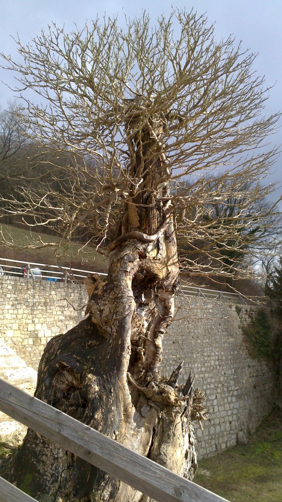 ein besonderer Baum am Schloss Prunn